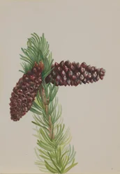 Borovice štětinová Pinus aristata, ca. 30. léta 20. století.