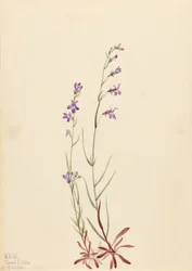 Lobelka potoční (Lobelia kalmii)