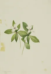 Strapka Cornus canadensis, 1902