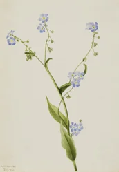 Bur-forget-me-not Lappula diffusa, 1903.