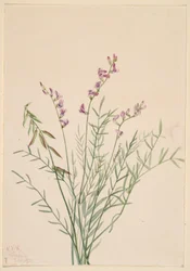 Kozinec bourgovský (Astragalus bourgovii)