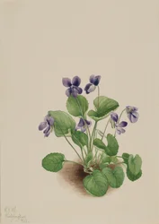 Motýlí violka Viola papilionacea, 1923.