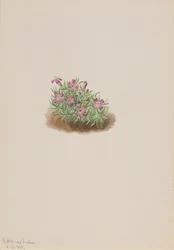 Koberec Pink Silene acaulis, 1905.