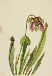 Catesbyho žahavec (Sarracenia catesaei)