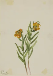 Lilie kolumbijská (Lilium columbianum)