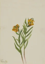 Columbia Lily Lilium columbianum, 1925