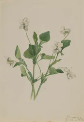 Krémová fialka (Viola striata)