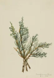 Jalovec plazivý Juniperus horizontalis, 1918.