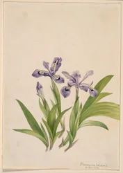 Kosatec chocholatý (Iris cristata)