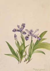 Iris chocholatý Iris cristata, 1918.
