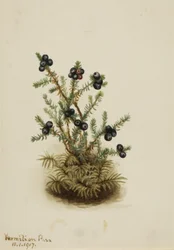 Černá Crowberry, 1917.