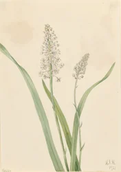 Vraní jed (Chrosperma muscaetoxicum)