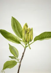 Okurka Magnolia scuminata, 1938.