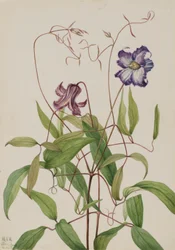 Plamének kudrnatý (Clematis crispa)