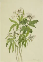 Zubatka řezaná Dentaria laciniata, 1918.
