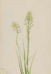Camasus venenosus (Zygadenus venenosus)