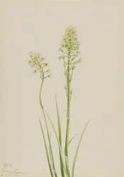 Smrt Camas Zygadenus venenosus, 1923