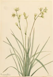 Smrtihlav (Zygadenus elegans)