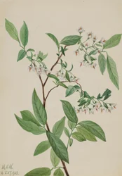 Jelení bobule (Polycodium stamineum)