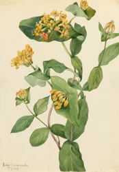 Zimolez Douglas Lonicera glaucescens, 1919.