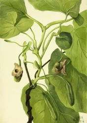 Holanďanova dýmka, 1934.