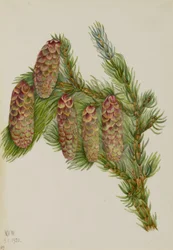 Smrk Engelmannův (Picea engelmanni)