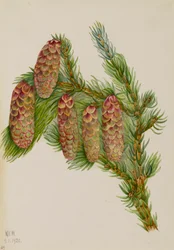 Smrk Engelmann Picea engelmanni, 1920.