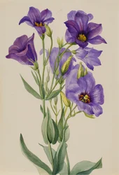 Eustoma russelianum, ca. začátek 30. let 20. století.