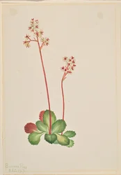 Lomikámen vždyzelený (Leptarrhena pyrolifolia)