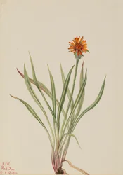 Pampeliška falešná Agoseris aurantiaca, 1921.