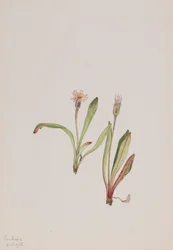 Pampeliška falešná Agoseris carnea, 1918.