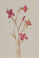 Loučení s jarem (Godetia amoena lilja)