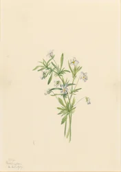 Fialka polní (Viola rafinesquii)