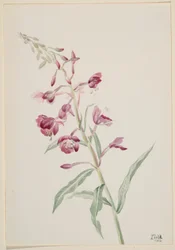 Ohnivec úzkolistý (Epilobium angustifolium)