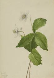 Sasanka lesní Anemone deltoidea, 1925.