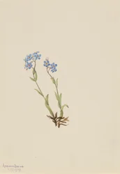 Zapomenutka alpská (Myosotis alpestris)
