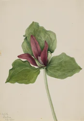 Giant Trillium Trillium chloropetalum, 1921.