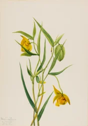 Lucerna zlaté víly Calochortus amabilis, 1936.