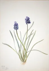 Hyacint hroznový (Muscari racemosum)