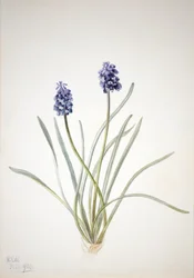 Hroznový hyacint Muscari racemosum, 1920