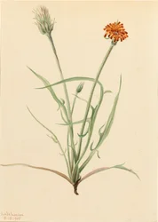 Agoseris travní Agoseris graminifolia, 1905