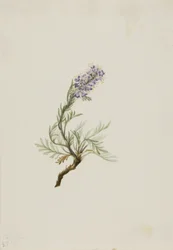 Phacelia šedá (Phacelia sericea)