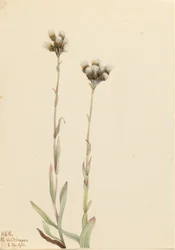 Šedé kočičí tlapky (Antennaria howellii)