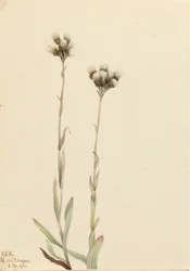 Šedé kočičí tlapky, Antennaria howellii, 1921.