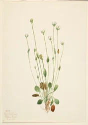 Chrastavec šedý (Senecio canus)