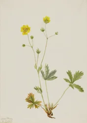 Šedolistý pětiprstý Potentilla glaucophylla, 1905.