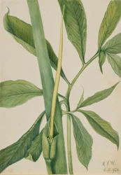 Zelený dráček (Arisaema dracontium)
