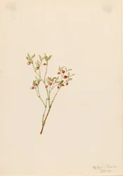 Tetřev hlušec (Vaccinum scoparium)