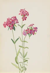Chlupatý flox (Phlox amoena)