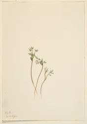 Předzvěst jara (Erigenia bulbosa)